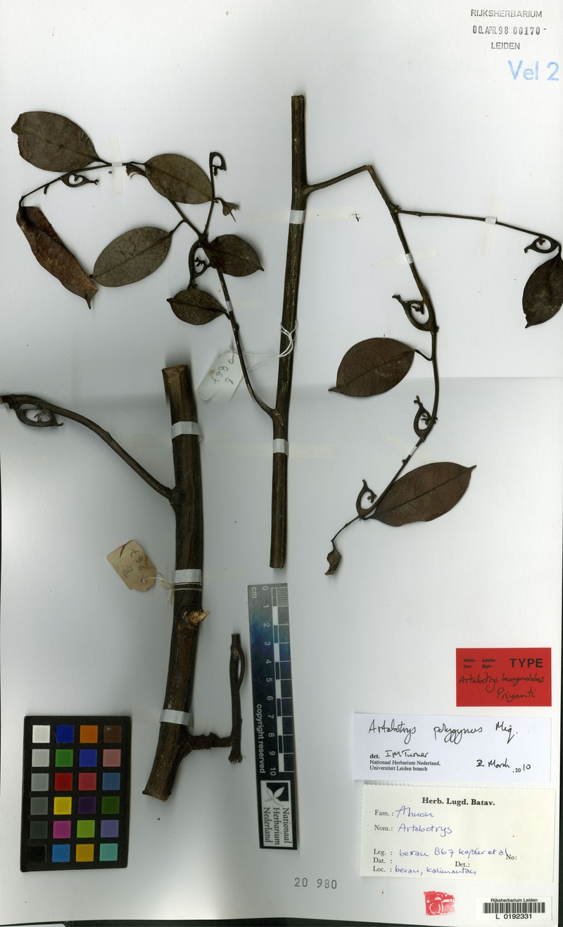 Artabotrys polygynus photo 3