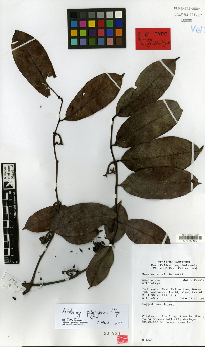 Artabotrys polygynus photo 4