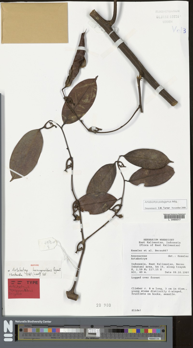 Artabotrys polygynus photo 5