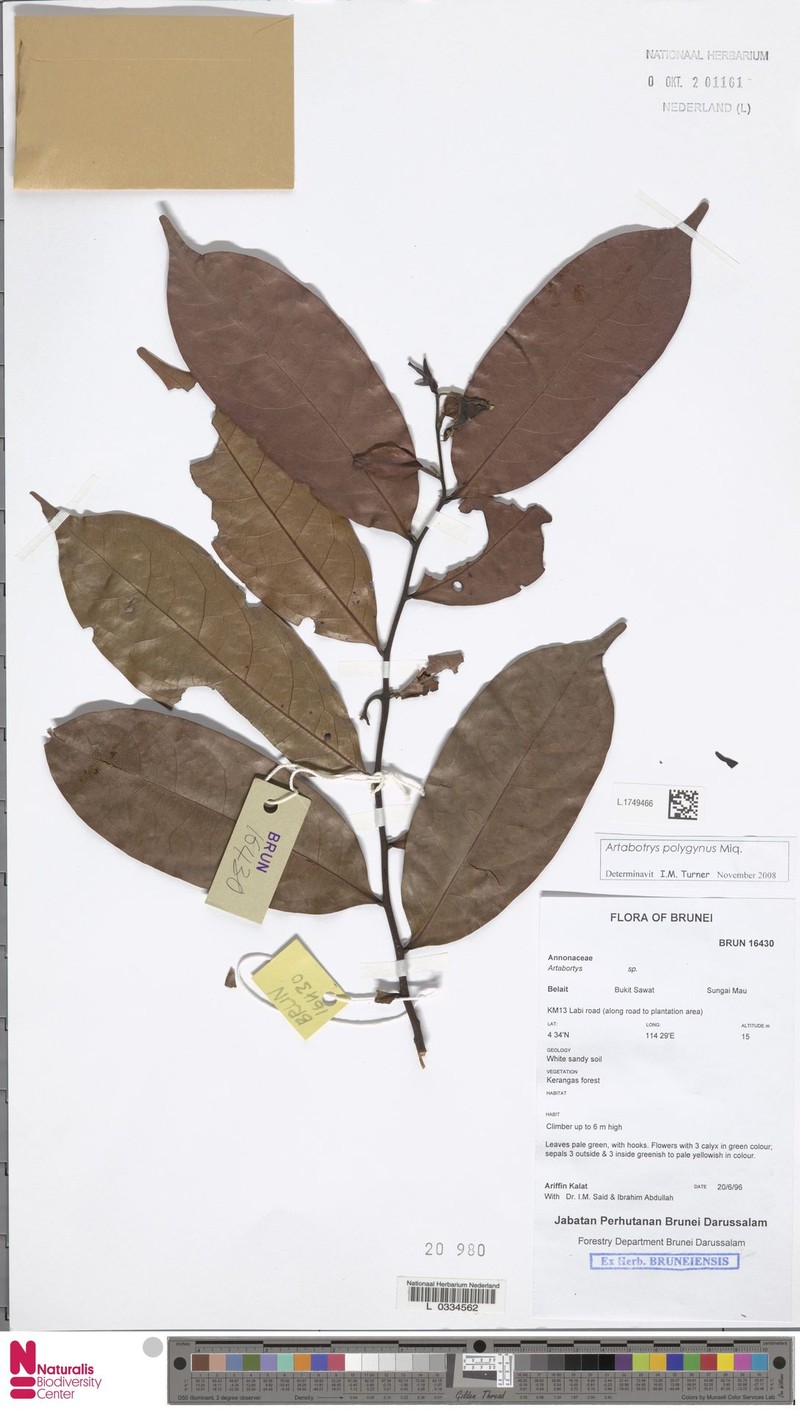 Artabotrys polygynus photo 6