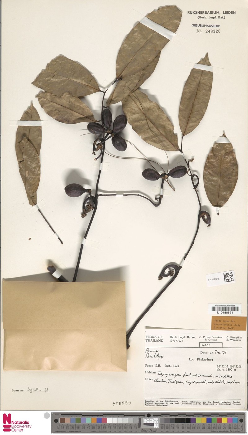 Artabotrys punctulatus