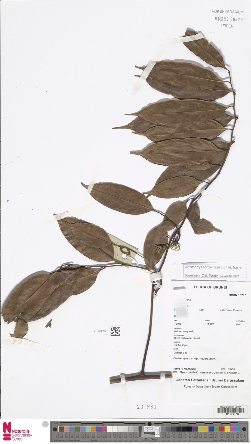 Artabotrys sarawakensis