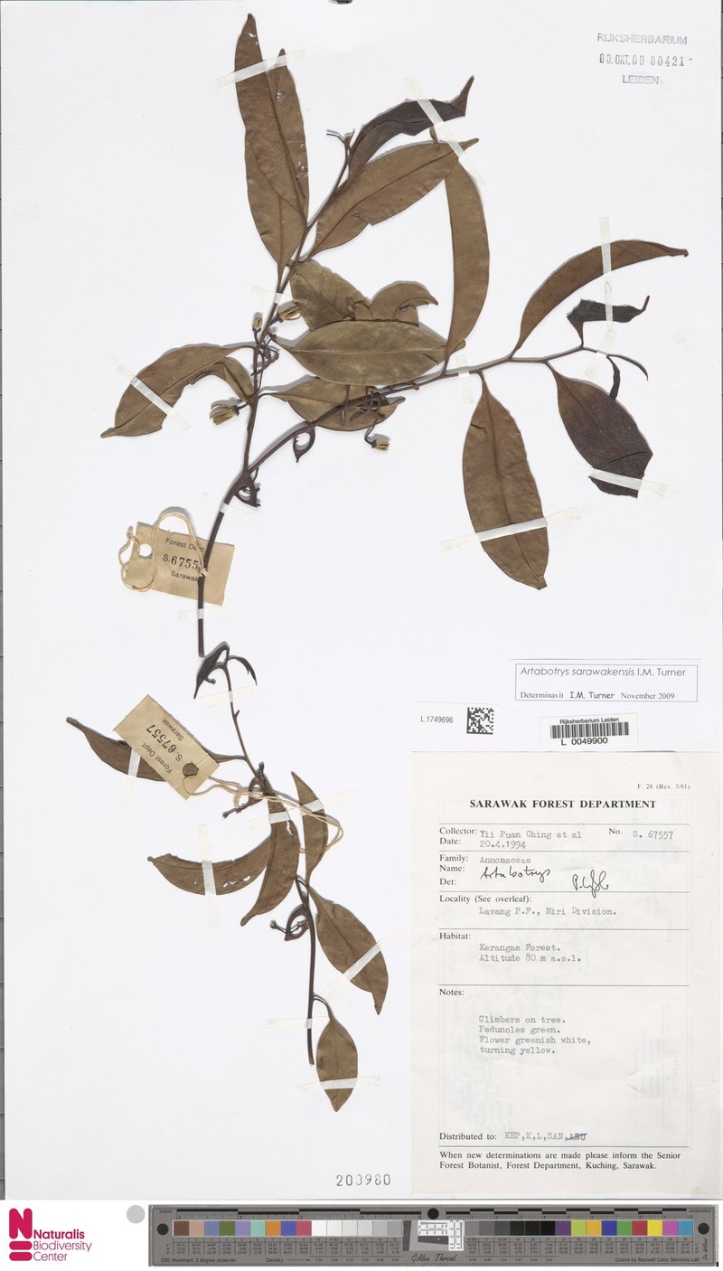 Artabotrys sarawakensis photo 2