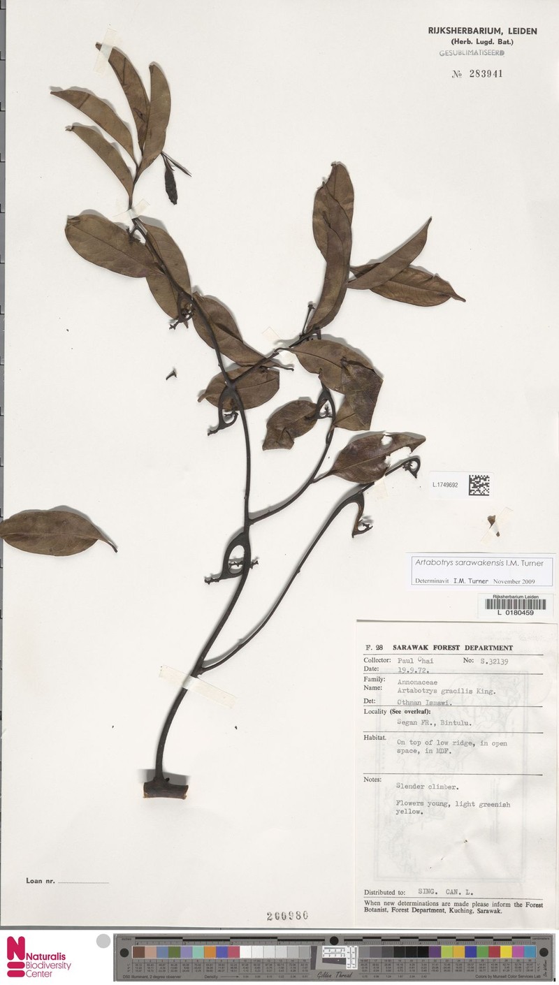 Artabotrys sarawakensis photo 3