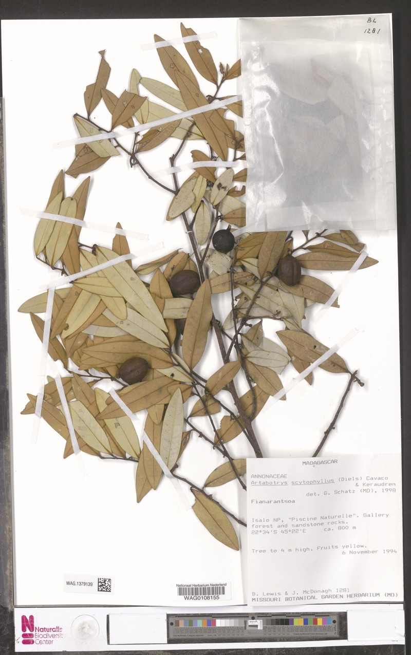 Artabotrys scytophyllus