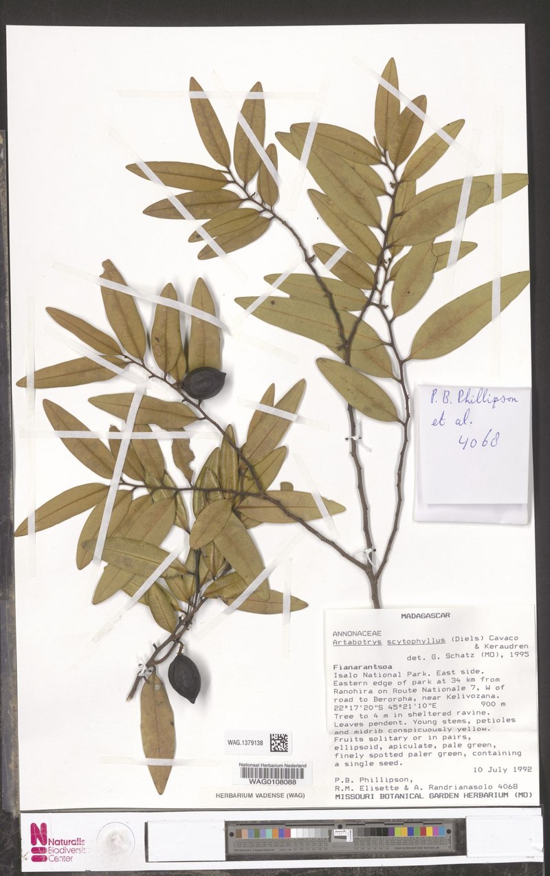 Artabotrys scytophyllus photo 2