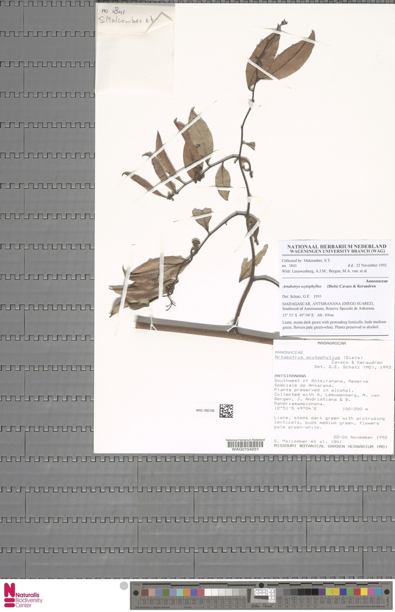 Artabotrys scytophyllus photo 3