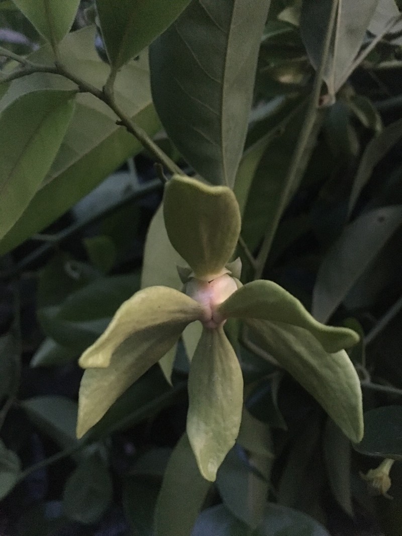 Artabotrys siamensis