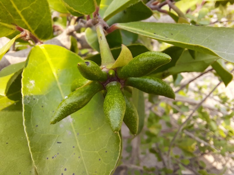 Artabotrys spinosus photo 5