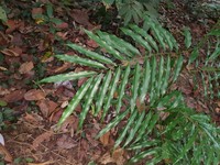 Artabotrys suaveolens