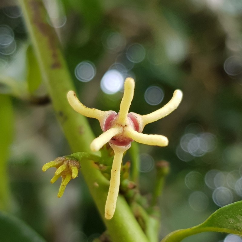 Artabotrys suaveolens photo 2
