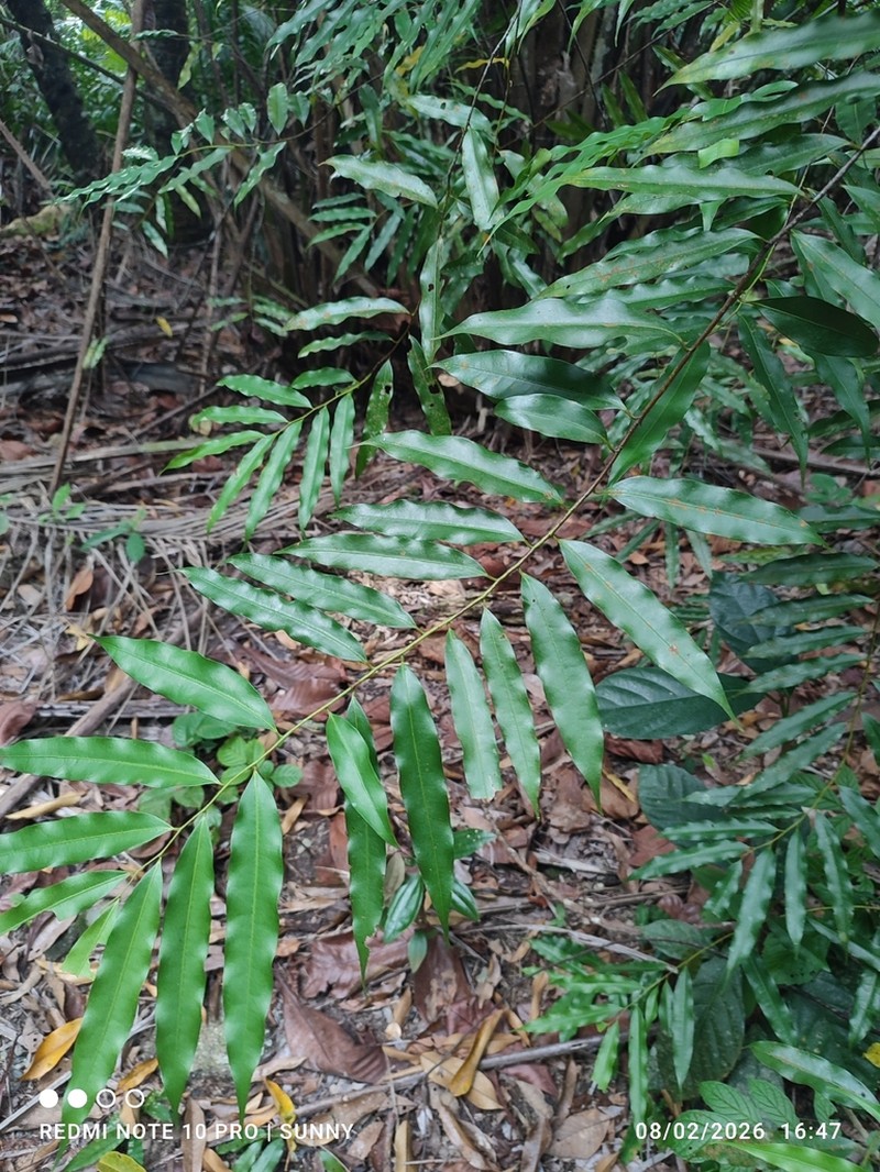Artabotrys suaveolens photo 3