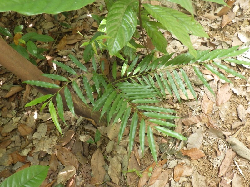 Artabotrys suaveolens photo 5