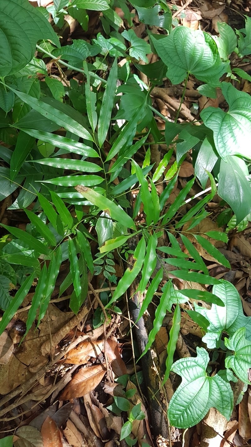 Artabotrys suaveolens photo 6