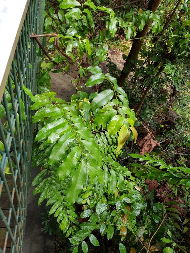 Artabotrys suaveolens photo 7