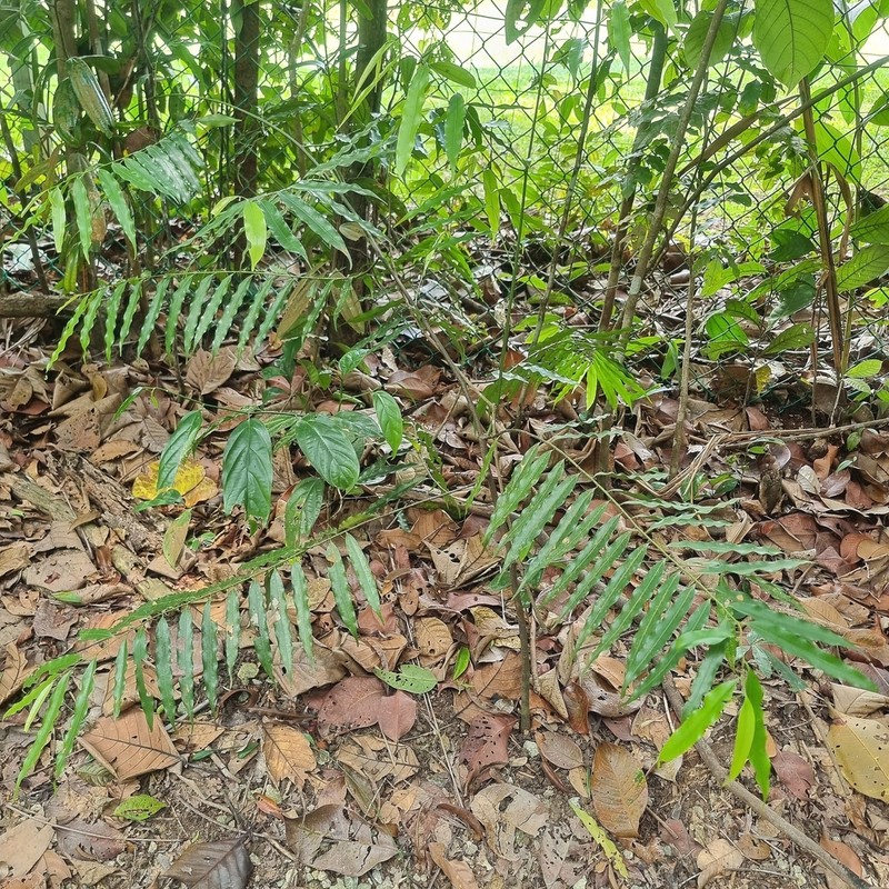 Artabotrys suaveolens photo 8