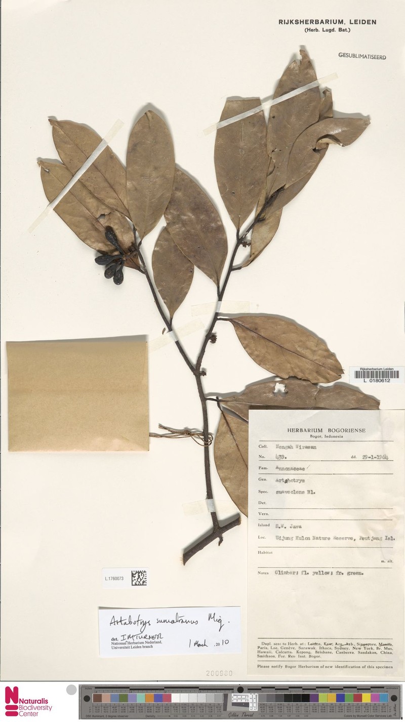 Artabotrys sumatranus