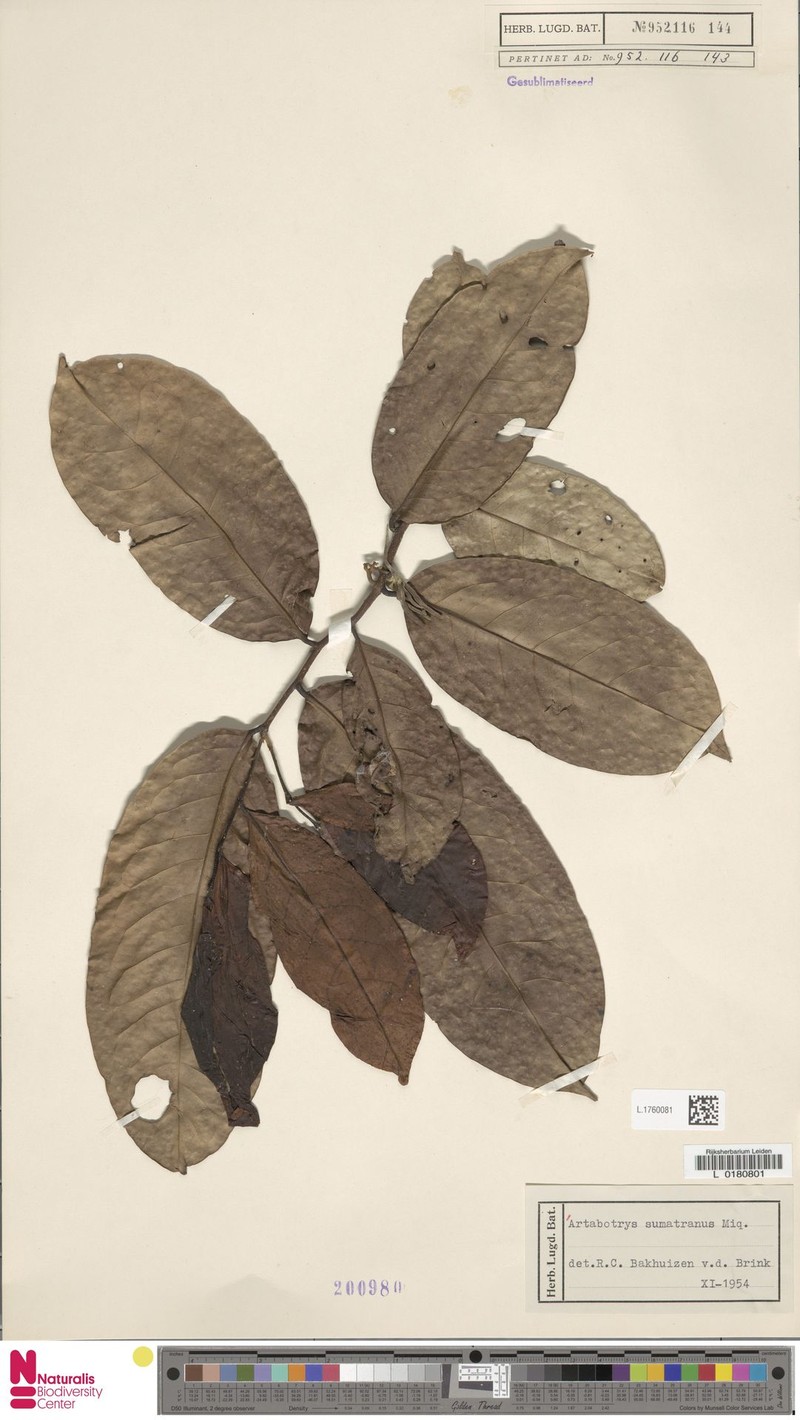 Artabotrys sumatranus photo 3