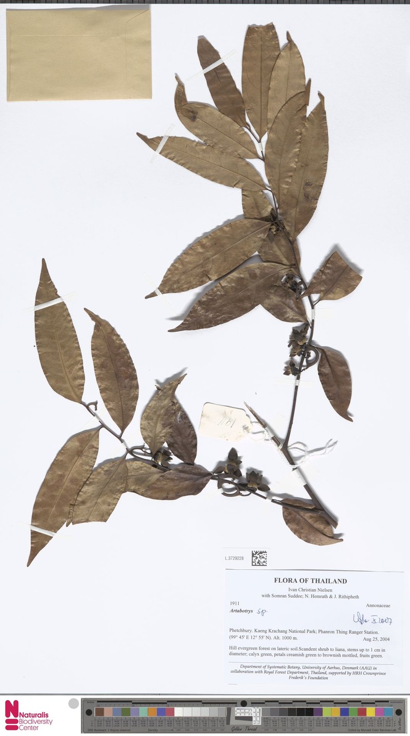 Artabotrys tanaosriensis