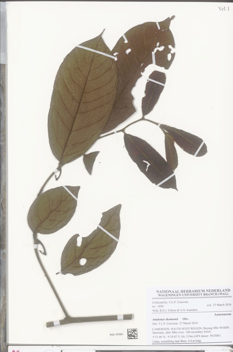 Artabotrys thomsonii