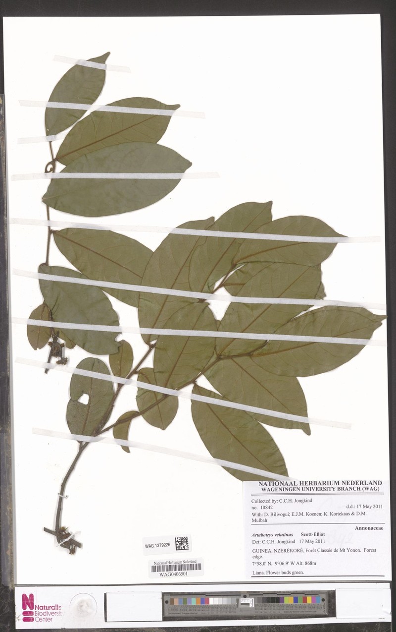 Artabotrys velutinus