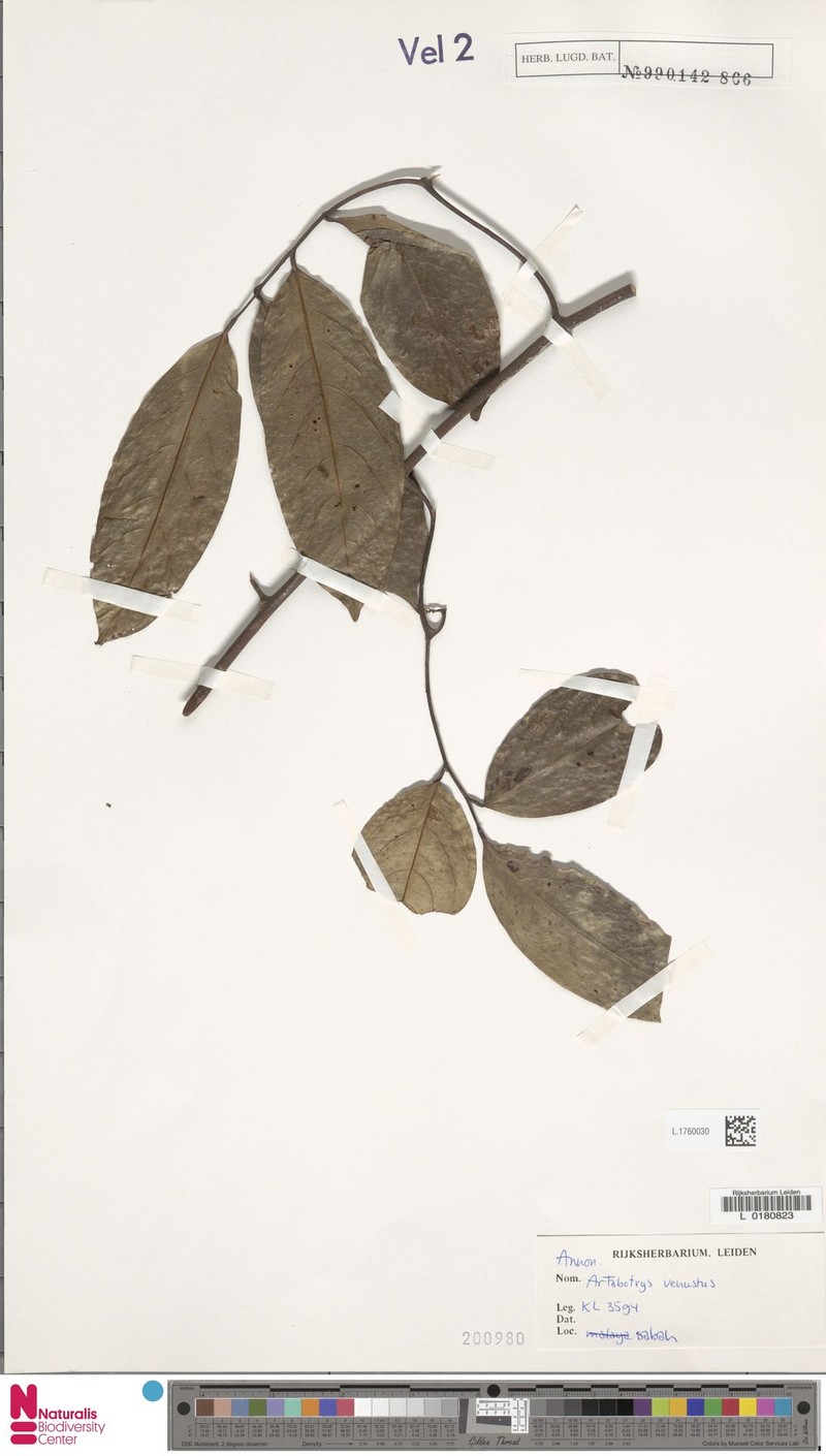 Artabotrys venustus