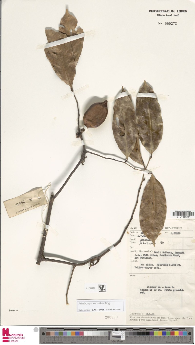 Artabotrys venustus photo 5