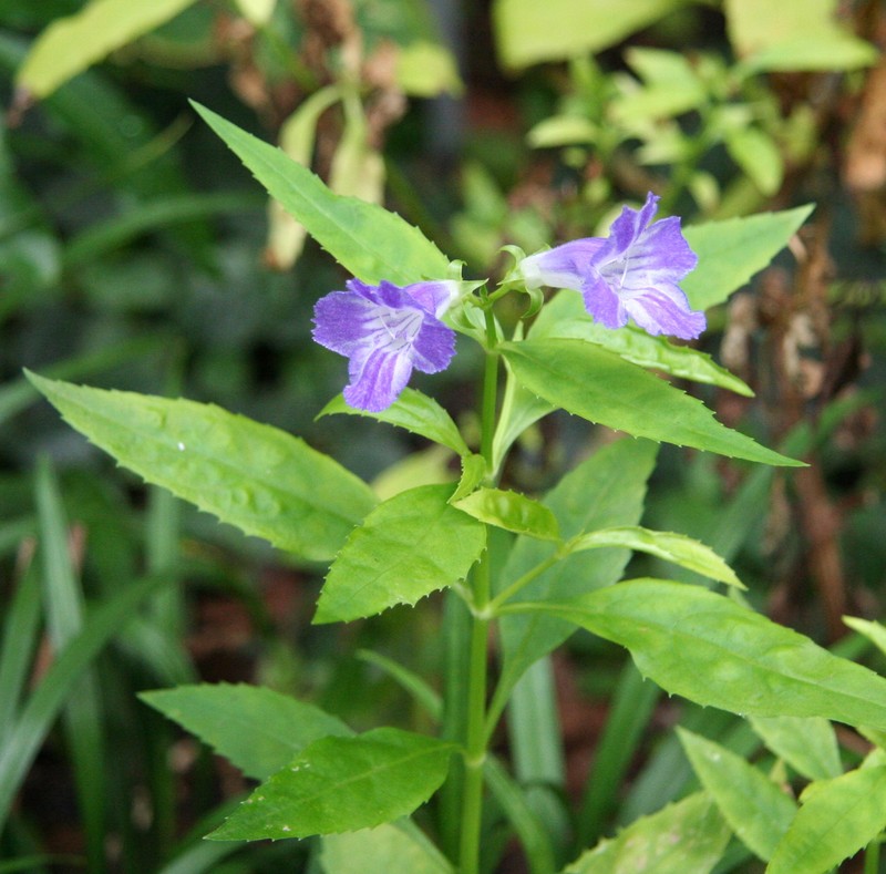 Artanema fimbriatum
