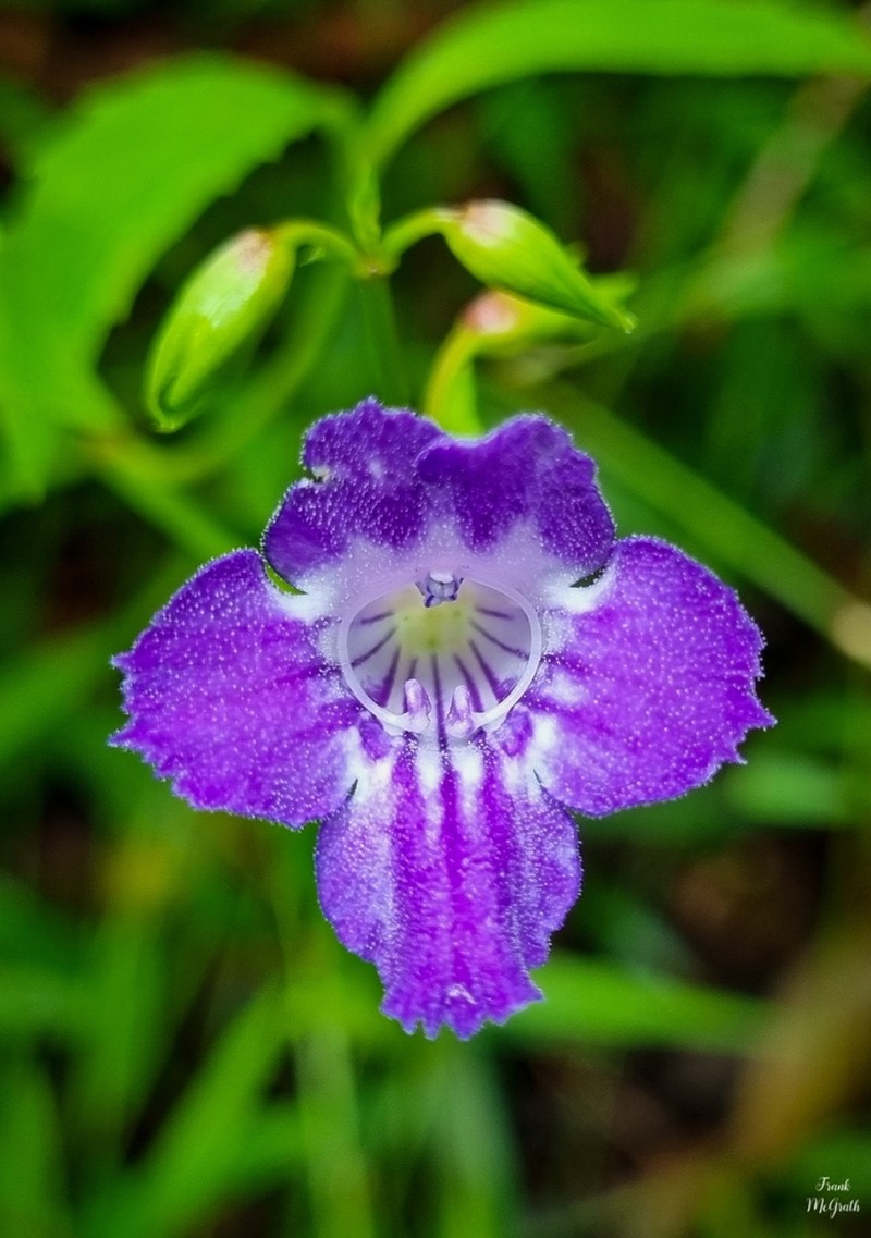 Artanema fimbriatum photo 2