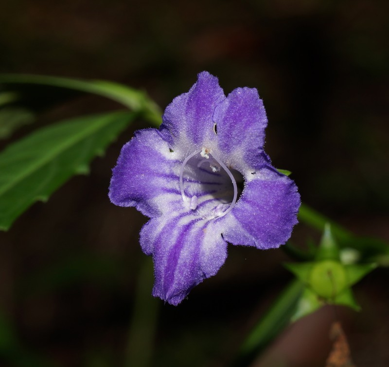 Artanema fimbriatum photo 3