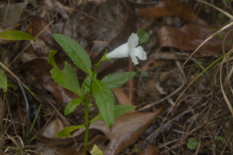 Artanema fimbriatum photo 4