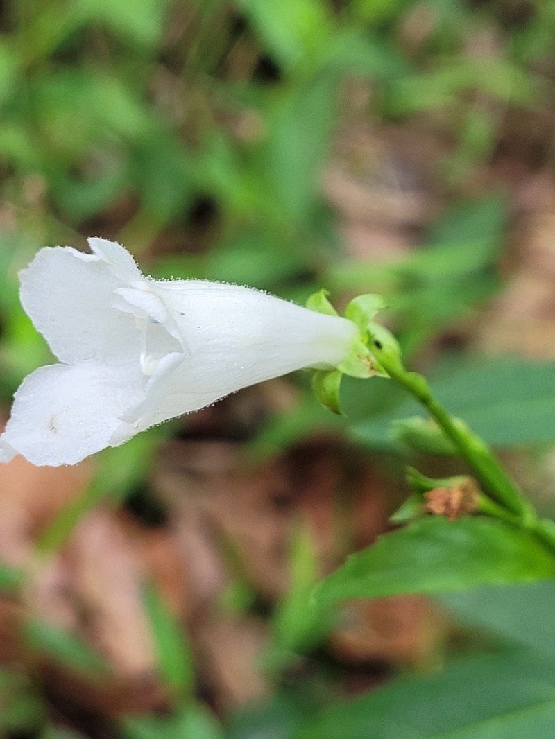 Artanema fimbriatum photo 5
