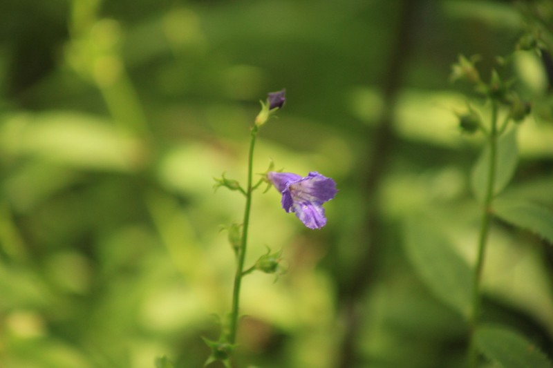 Artanema fimbriatum photo 6