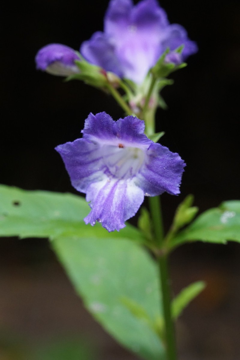 Artanema fimbriatum photo 7