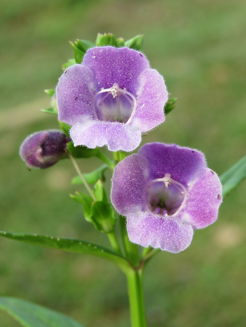 Artanema longifolium