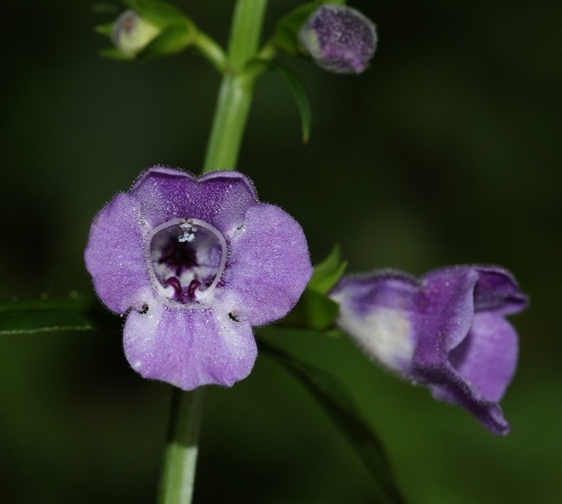 Artanema longifolium photo 2