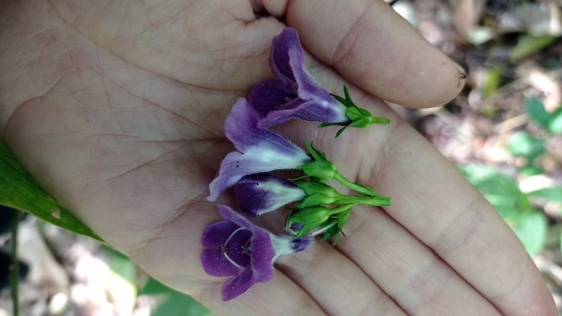 Artanema longifolium photo 3