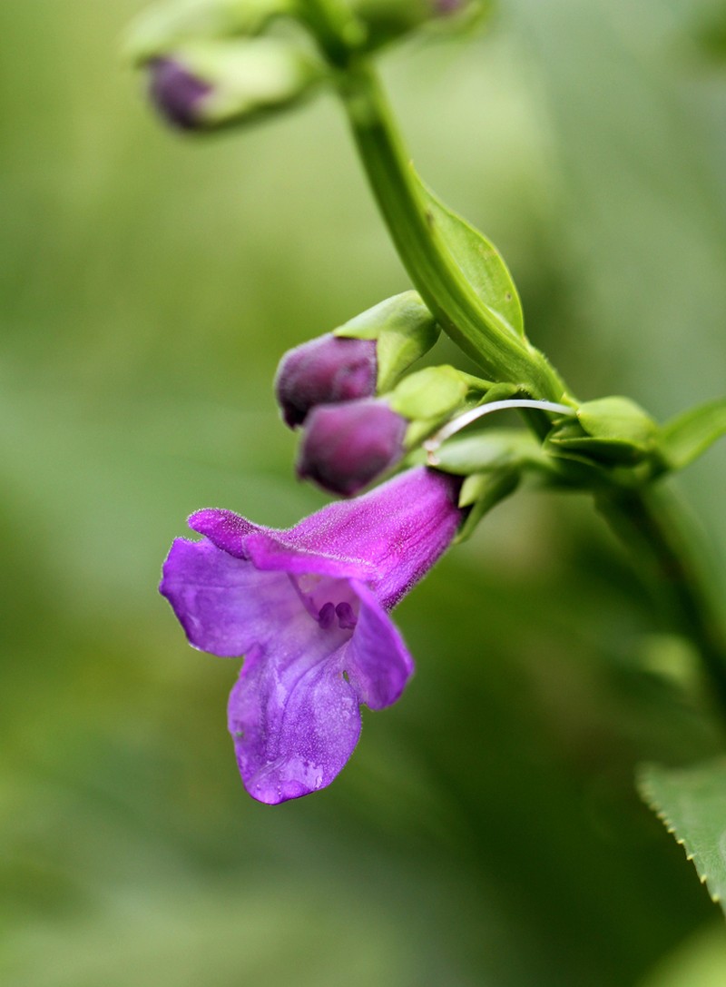 Artanema longifolium photo 4
