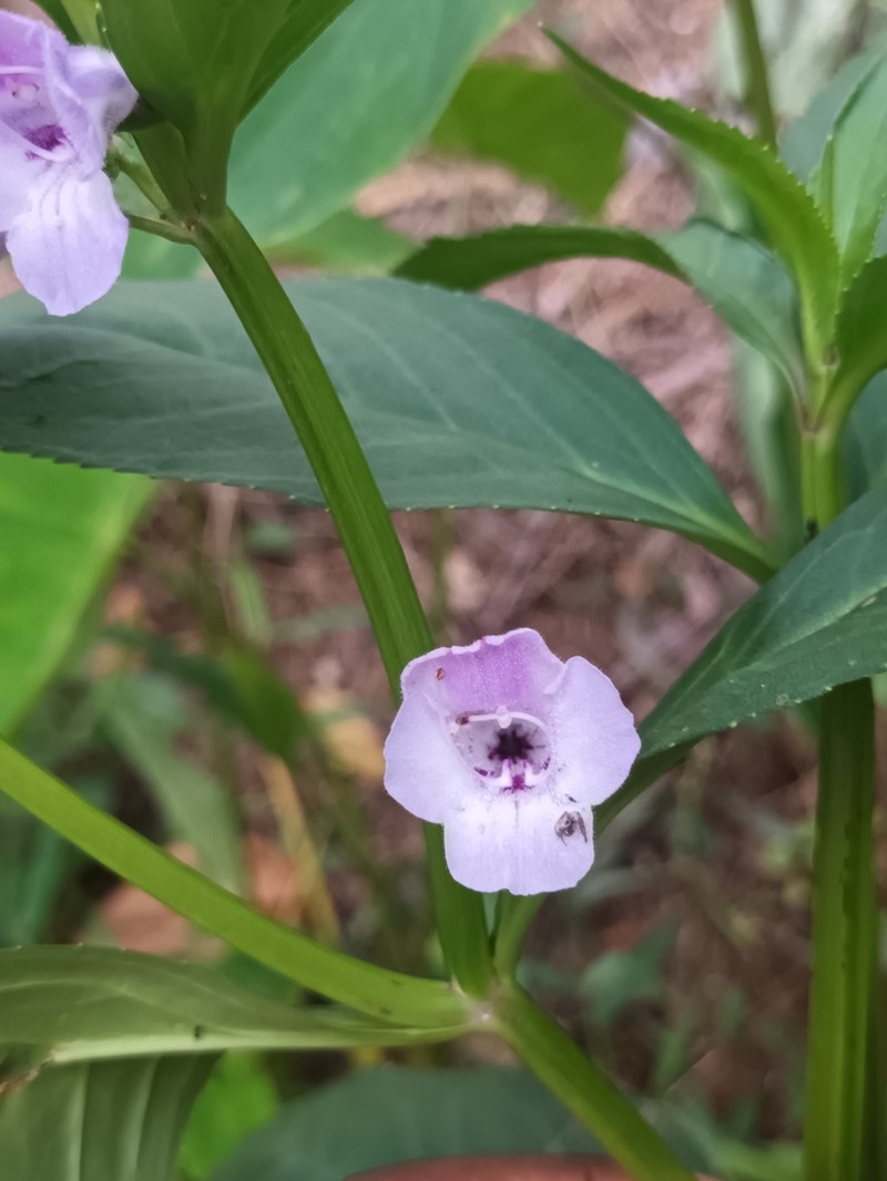 Artanema longifolium photo 5