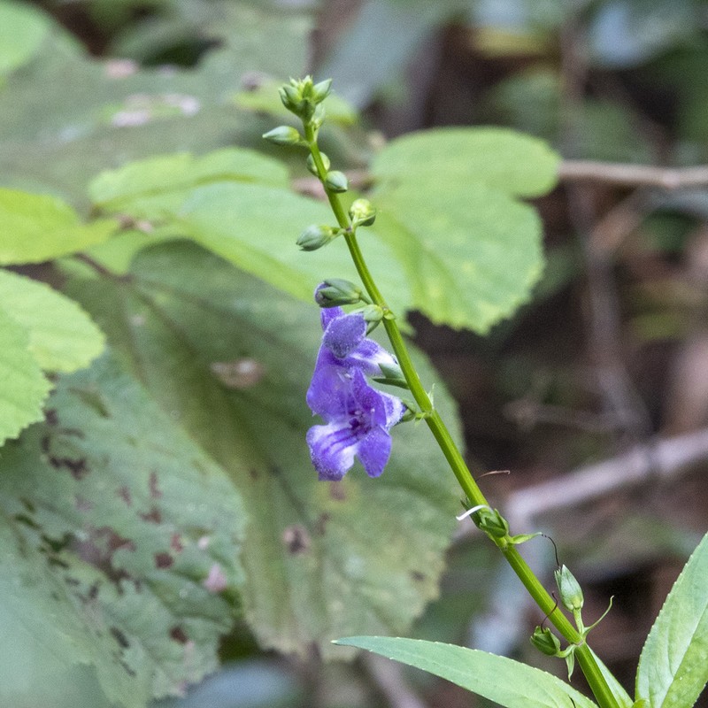 Artanema longifolium photo 6