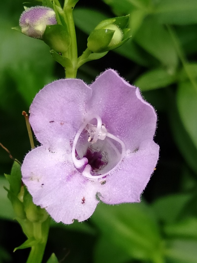 Artanema longifolium photo 7
