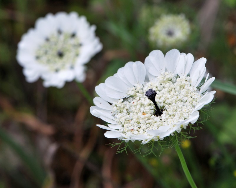 Artedia squamata