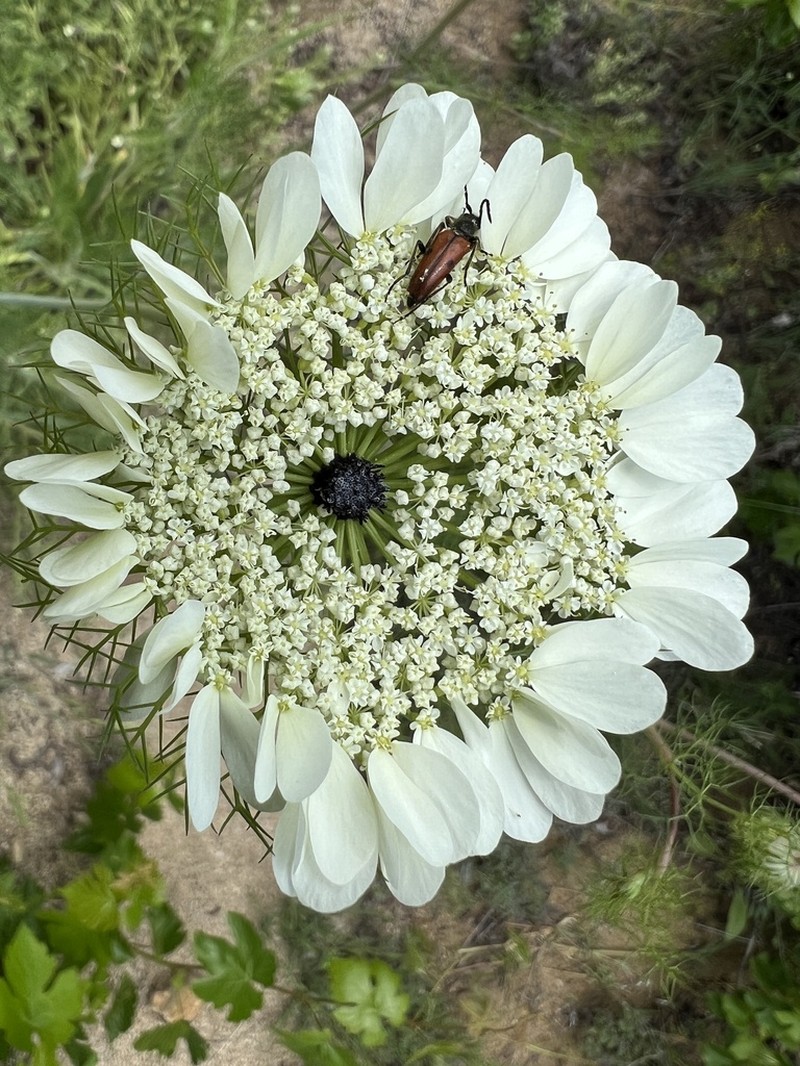 Artedia squamata photo 2