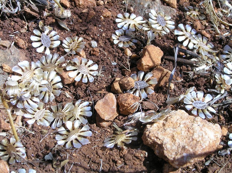 Artedia squamata photo 3