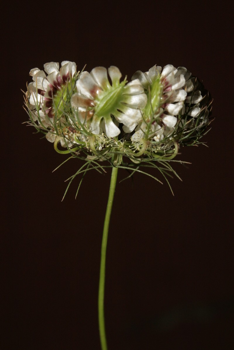 Artedia squamata photo 4