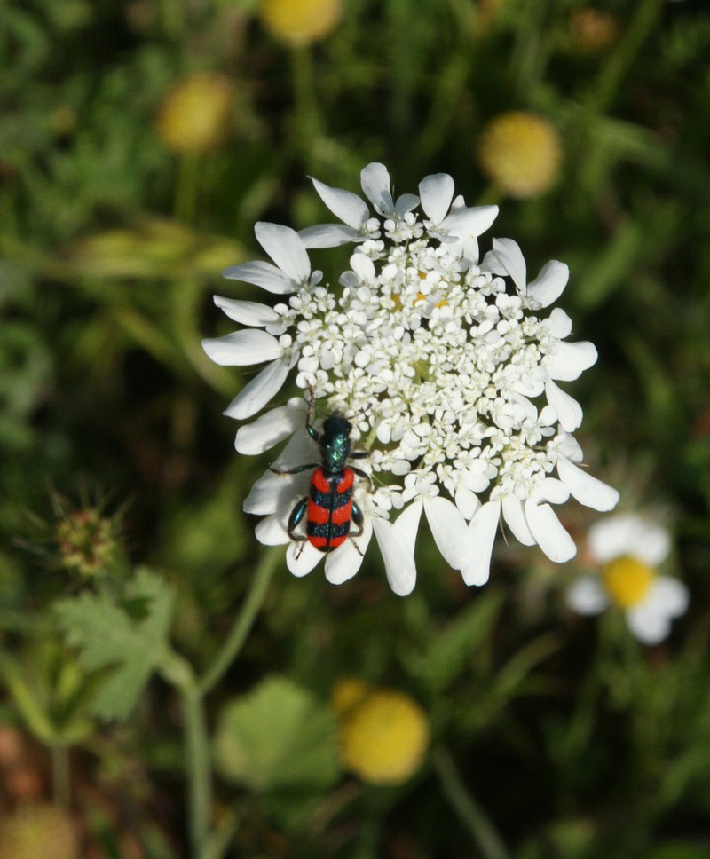 Artedia squamata photo 5