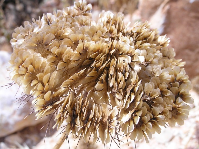 Artedia squamata photo 6