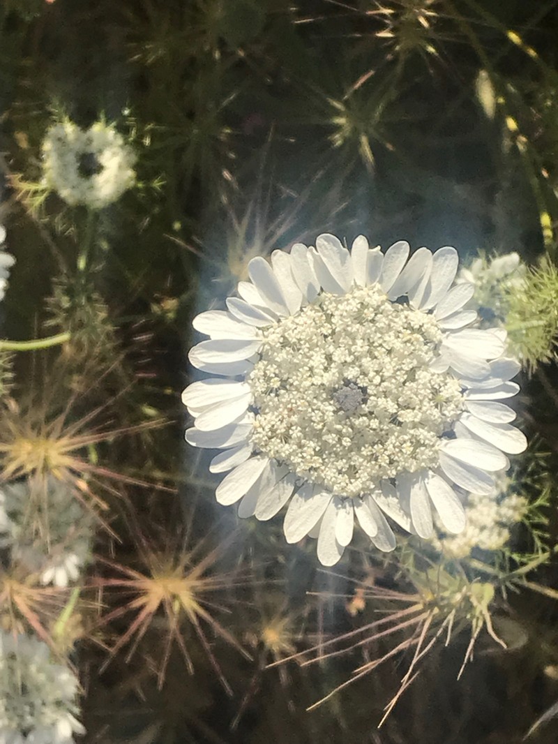 Artedia squamata photo 7