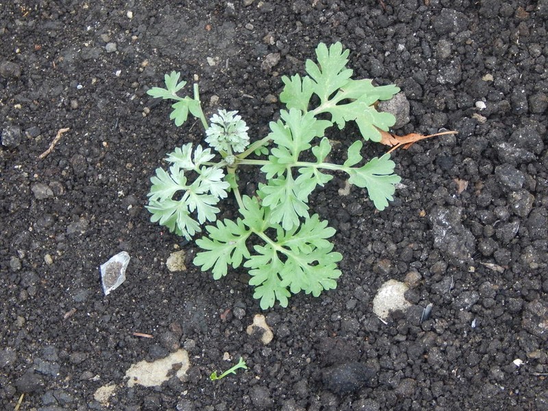 Absinthium photo 3