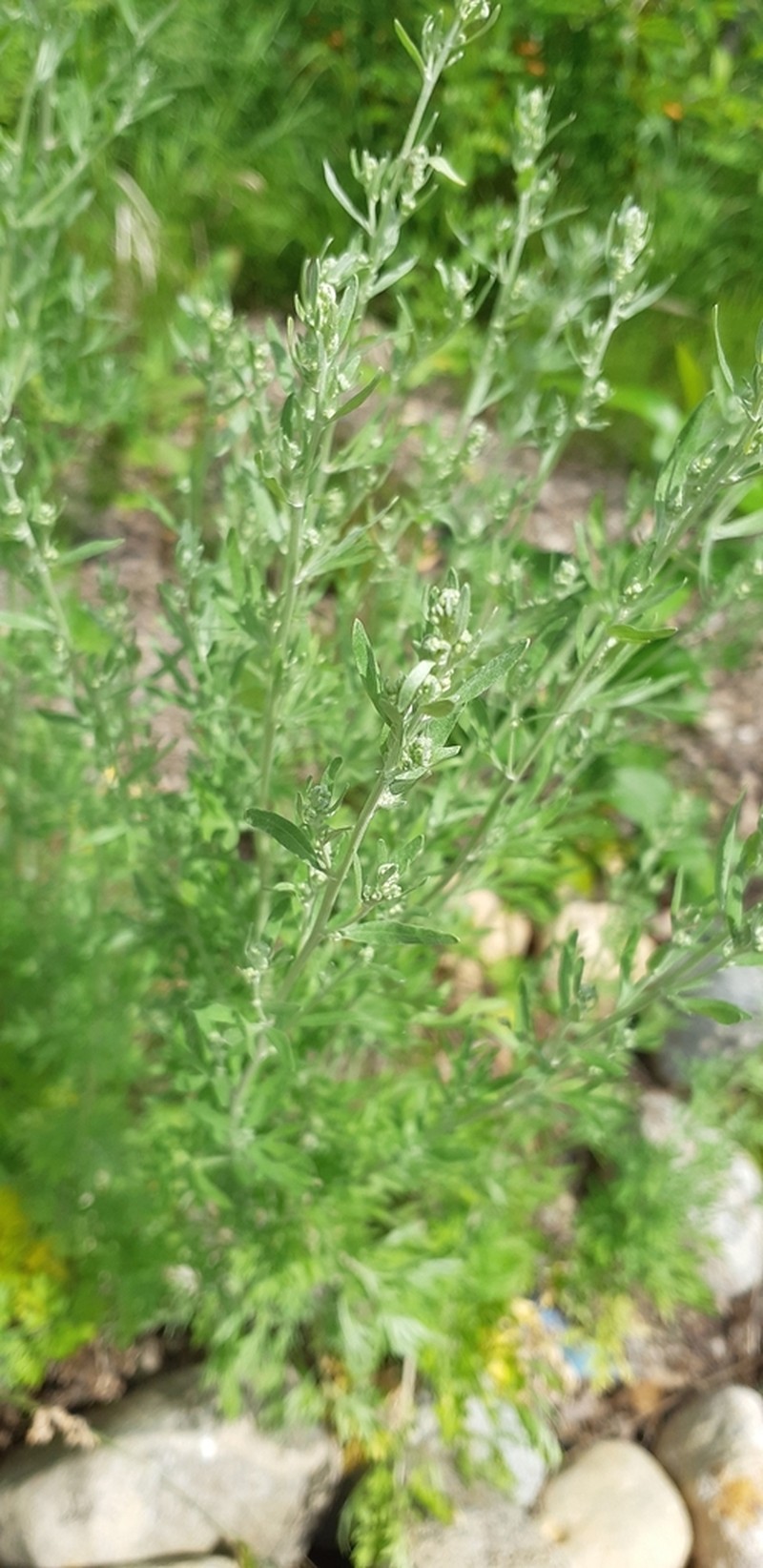 Absinthium photo 4